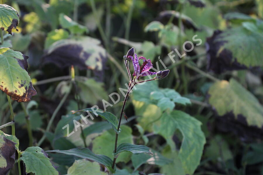 Liliovka, hadí lilie 'Purple Beauty' - Tricyrtis formosana 'Purple Beauty'