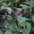 Liliovka, hadí lilie 'Purple Beauty' - Tricyrtis formosana 'Purple Beauty'