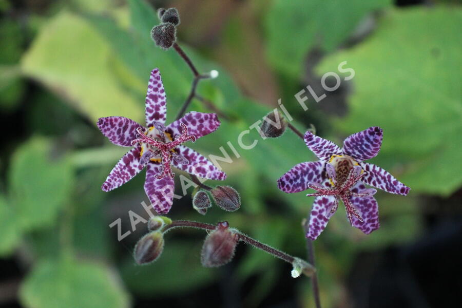 Liliovka, hadí lilie 'Purple Beauty' - Tricyrtis formosana 'Purple Beauty'