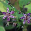 Liliovka, hadí lilie 'Purple Beauty' - Tricyrtis formosana 'Purple Beauty'