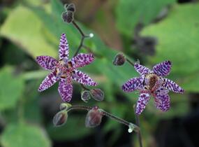 Liliovka, hadí lilie 'Purple Beauty' - Tricyrtis formosana 'Purple Beauty'