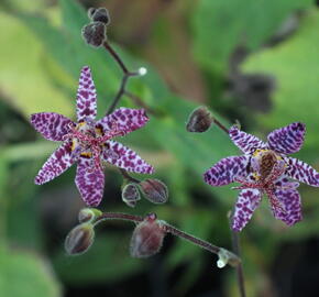 Liliovka, hadí lilie 'Purple Beauty' - Tricyrtis formosana 'Purple Beauty'