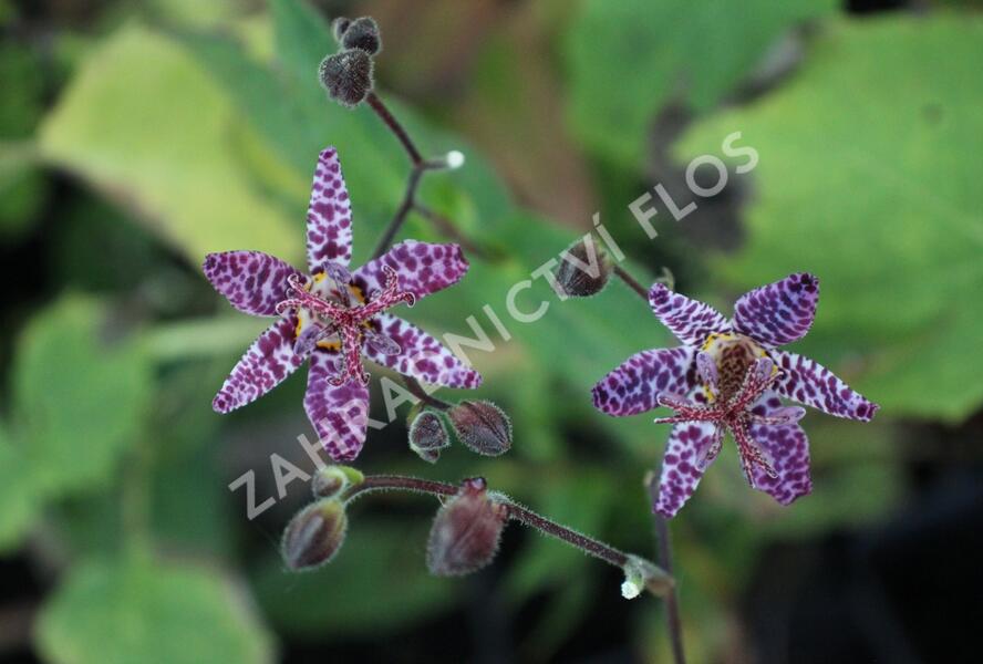 Liliovka, hadí lilie 'Purple Beauty' - Tricyrtis formosana 'Purple Beauty'
