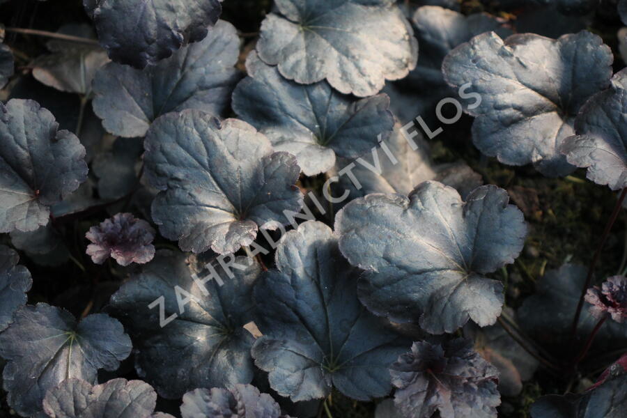 Dlužicha 'Black Sea' - Heuchera hybrida 'Black Sea'