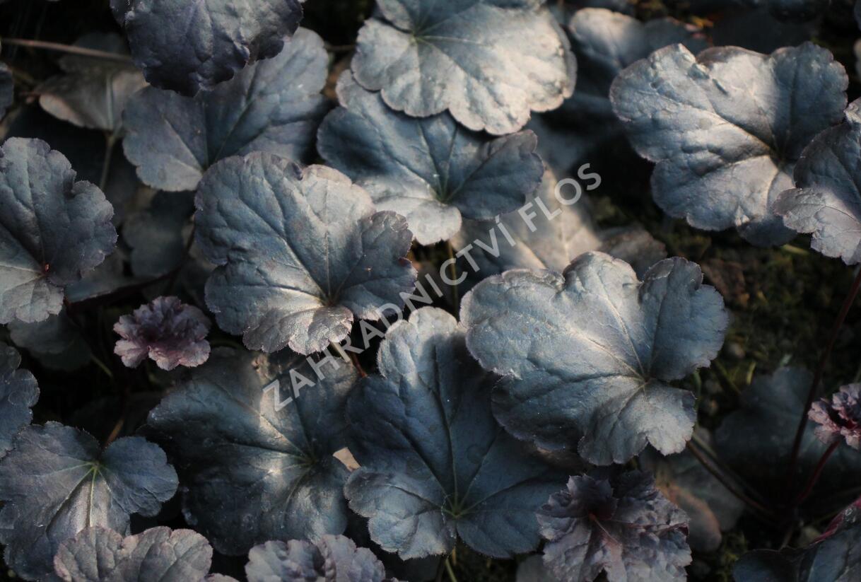 Dlužicha 'Black Sea' - Heuchera hybrida 'Black Sea'