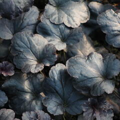 Dlužicha 'Black Sea' - Heuchera hybrida 'Black Sea'