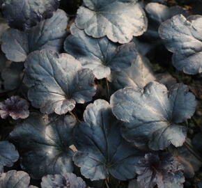Dlužicha 'Black Sea' - Heuchera hybrida 'Black Sea'