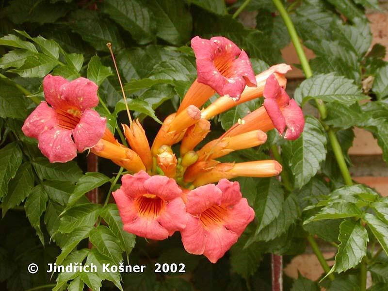 Trubač kořenující - Campsis radicans