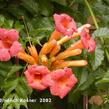 Trubač kořenující - Campsis radicans