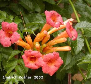 Trubač kořenující - Campsis radicans