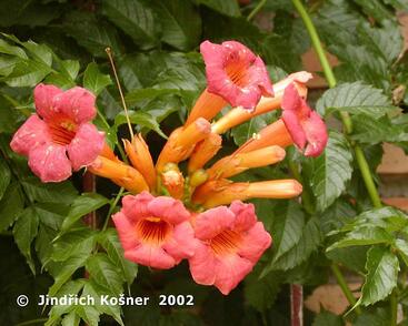 Trubač kořenující