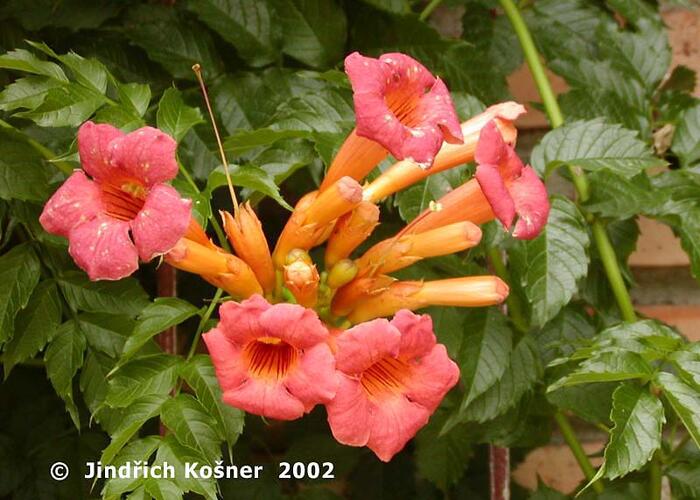 Trubač kořenující - Campsis radicans