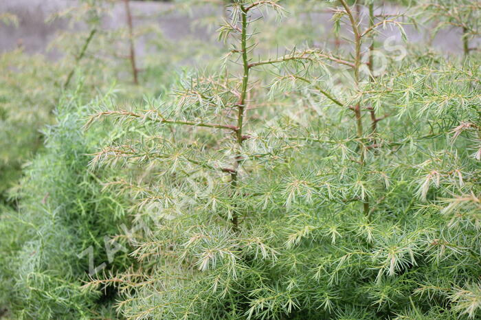 Kryptomérie japonská 'Elegans' - Cryptomeria japonica 'Elegans'