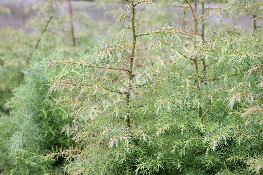 Kryptomérie japonská 'Elegans' - Cryptomeria japonica 'Elegans'