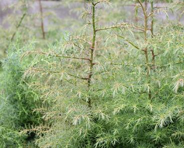 Kryptomérie japonská 'Elegans'