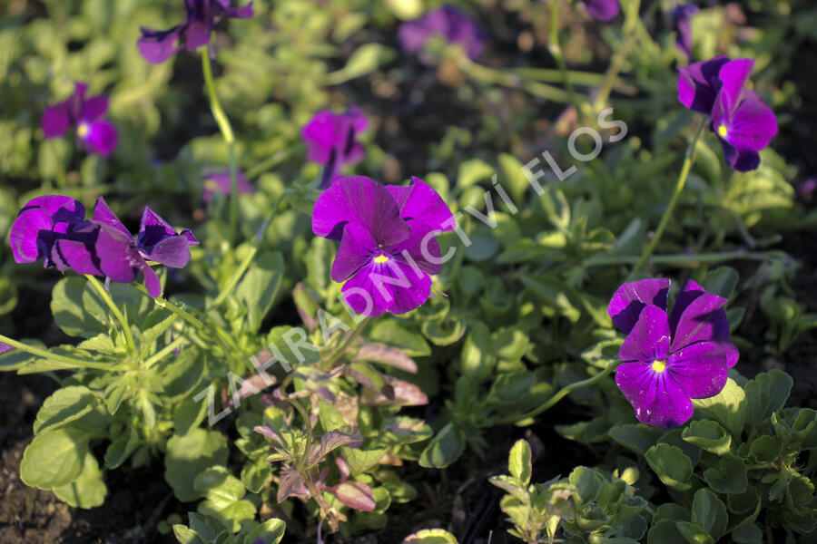 Violka růžkatá 'Martin' - Viola cornuta 'Martin'