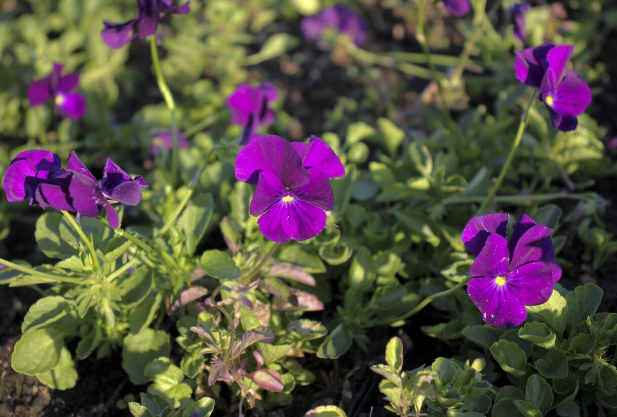 Violka růžkatá 'Martin' - Viola cornuta 'Martin'