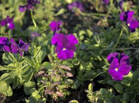 Violka růžkatá 'Martin' - Viola cornuta 'Martin'