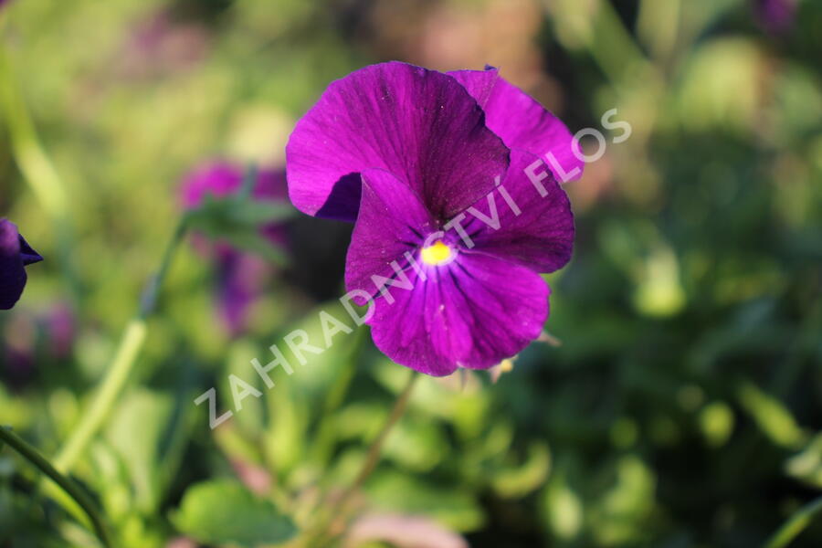 Violka růžkatá 'Martin' - Viola cornuta 'Martin'