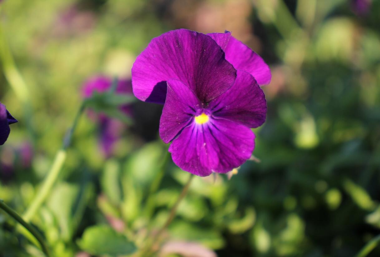 Violka růžkatá 'Martin' - Viola cornuta 'Martin'