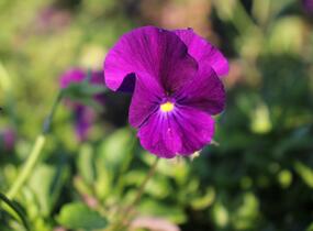 Violka růžkatá 'Martin' - Viola cornuta 'Martin'