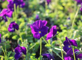 Violka růžkatá 'Martin' - Viola cornuta 'Martin'