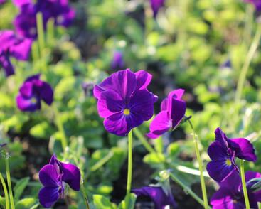 Violka růžkatá 'Martin'