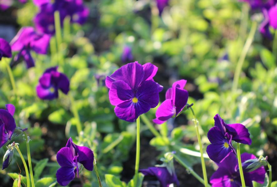 Violka růžkatá 'Martin' - Viola cornuta 'Martin'