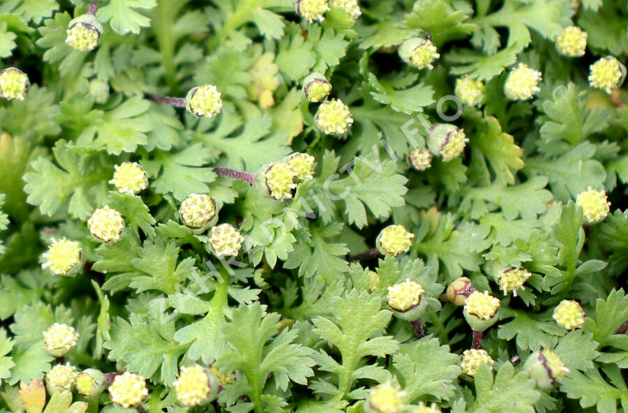 Mechovec 'Minima' - Cotula dioica 'Minima'