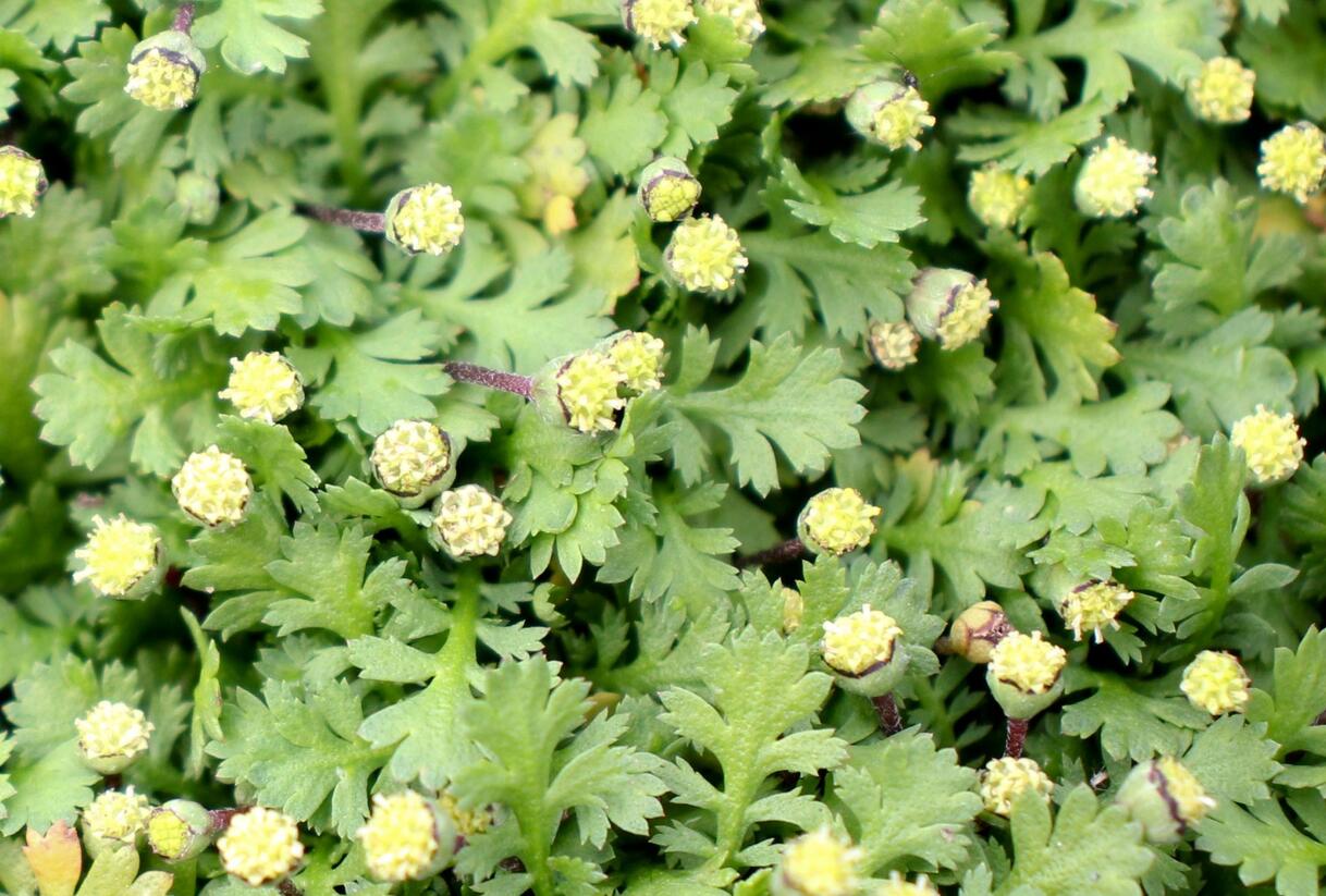 Mechovec 'Minima' - Cotula dioica 'Minima'