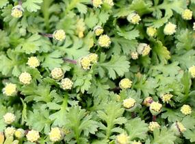 Mechovec 'Minima' - Cotula dioica 'Minima'