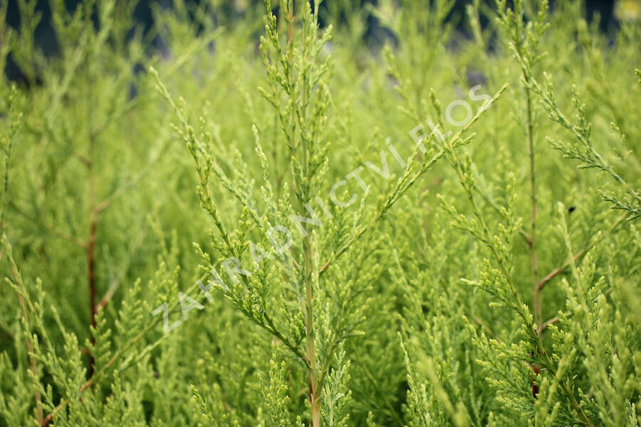 Cypřišovec Leylandův 'Excalibur Gold'® - Cupressocyparis leylandii 'Excalibur Gold'®