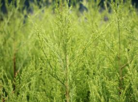 Cypřišovec Leylandův 'Excalibur Gold'® - Cupressocyparis leylandii 'Excalibur Gold'®