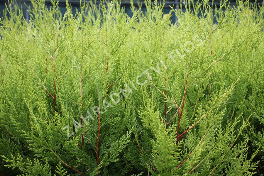 Cypřišovec Leylandův 'Excalibur Gold'® - Cupressocyparis leylandii 'Excalibur Gold'®
