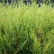 Cypřišovec Leylandův 'Excalibur Gold'® - Cupressocyparis leylandii 'Excalibur Gold'®