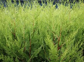 Cypřišovec Leylandův 'Excalibur Gold'® - Cupressocyparis leylandii 'Excalibur Gold'®