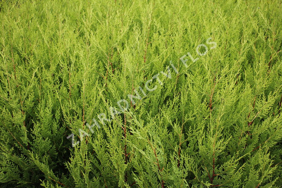 Cypřišovec Leylandův 'Excalibur Gold'® - Cupressocyparis leylandii 'Excalibur Gold'®
