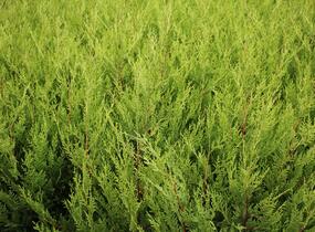 Cypřišovec Leylandův 'Excalibur Gold'® - Cupressocyparis leylandii 'Excalibur Gold'®
