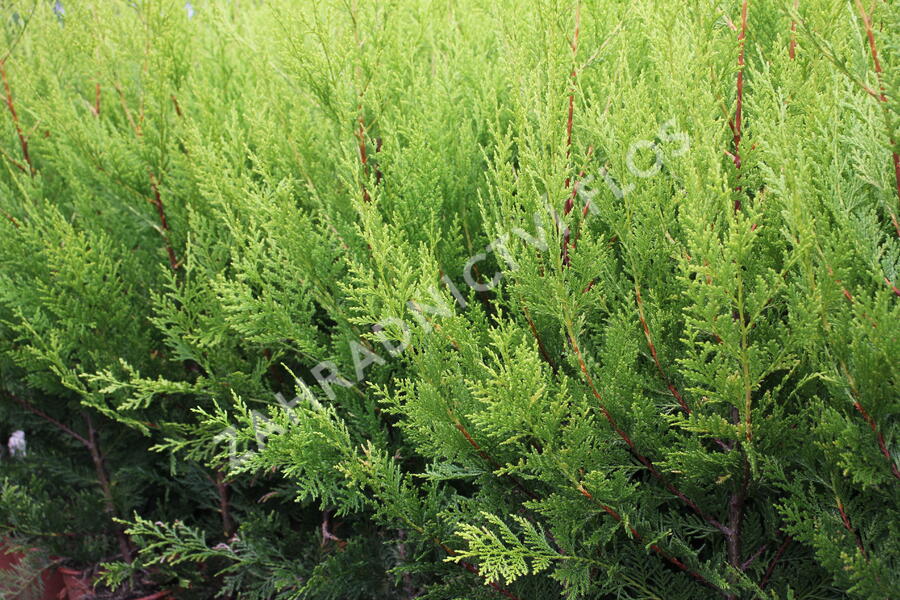Cypřišovec Leylandův 'Excalibur Gold'® - Cupressocyparis leylandii 'Excalibur Gold'®