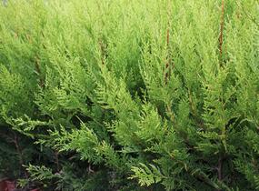 Cypřišovec Leylandův 'Excalibur Gold'® - Cupressocyparis leylandii 'Excalibur Gold'®