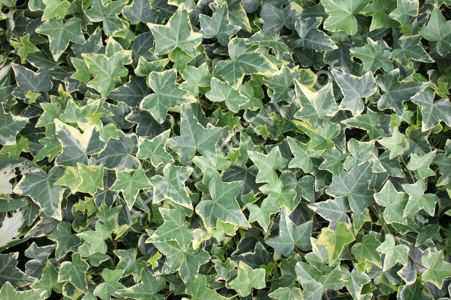 Břečťan popínavý 'Golden Child' - Hedera helix 'Golden Child'