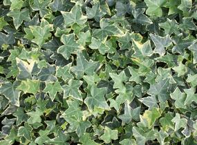 Břečťan popínavý 'Golden Child' - Hedera helix 'Golden Child'