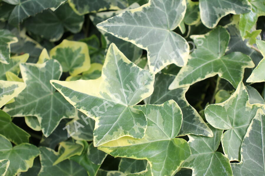 Břečťan popínavý 'Golden Child' - Hedera helix 'Golden Child'