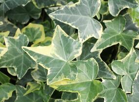 Břečťan popínavý 'Golden Child' - Hedera helix 'Golden Child'