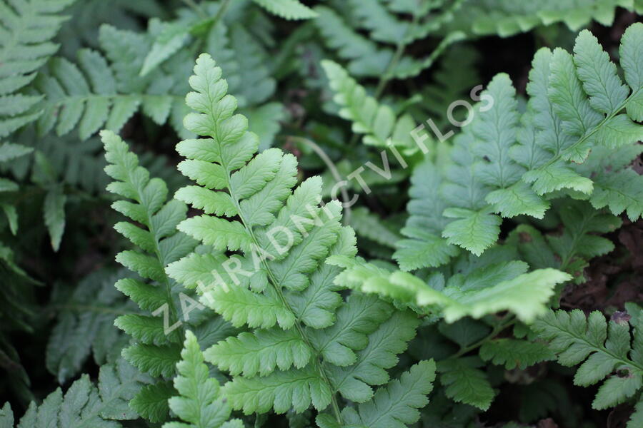 Kapraď hřebenitá - Dryopteris cristata