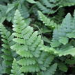 Kapraď hřebenitá - Dryopteris cristata