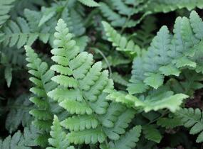 Kapraď hřebenitá - Dryopteris cristata