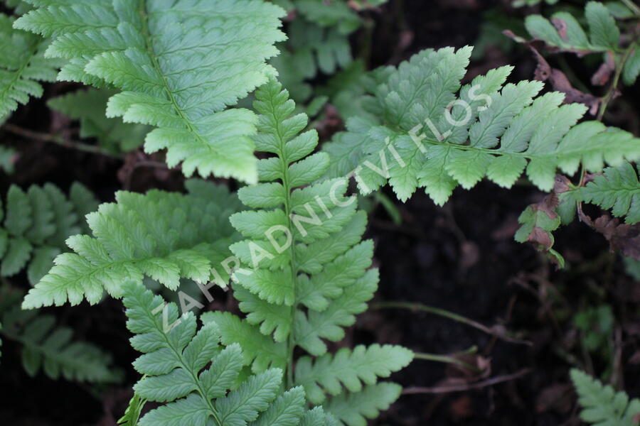 Kapraď hřebenitá - Dryopteris cristata