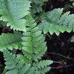 Kapraď hřebenitá - Dryopteris cristata