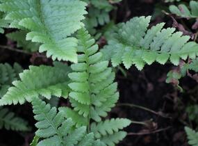 Kapraď hřebenitá - Dryopteris cristata